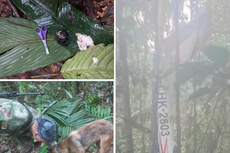 Según las autoridades, cuatro niños sobrevivieron a un accidente en la selva colombiana; luego desaparecieron