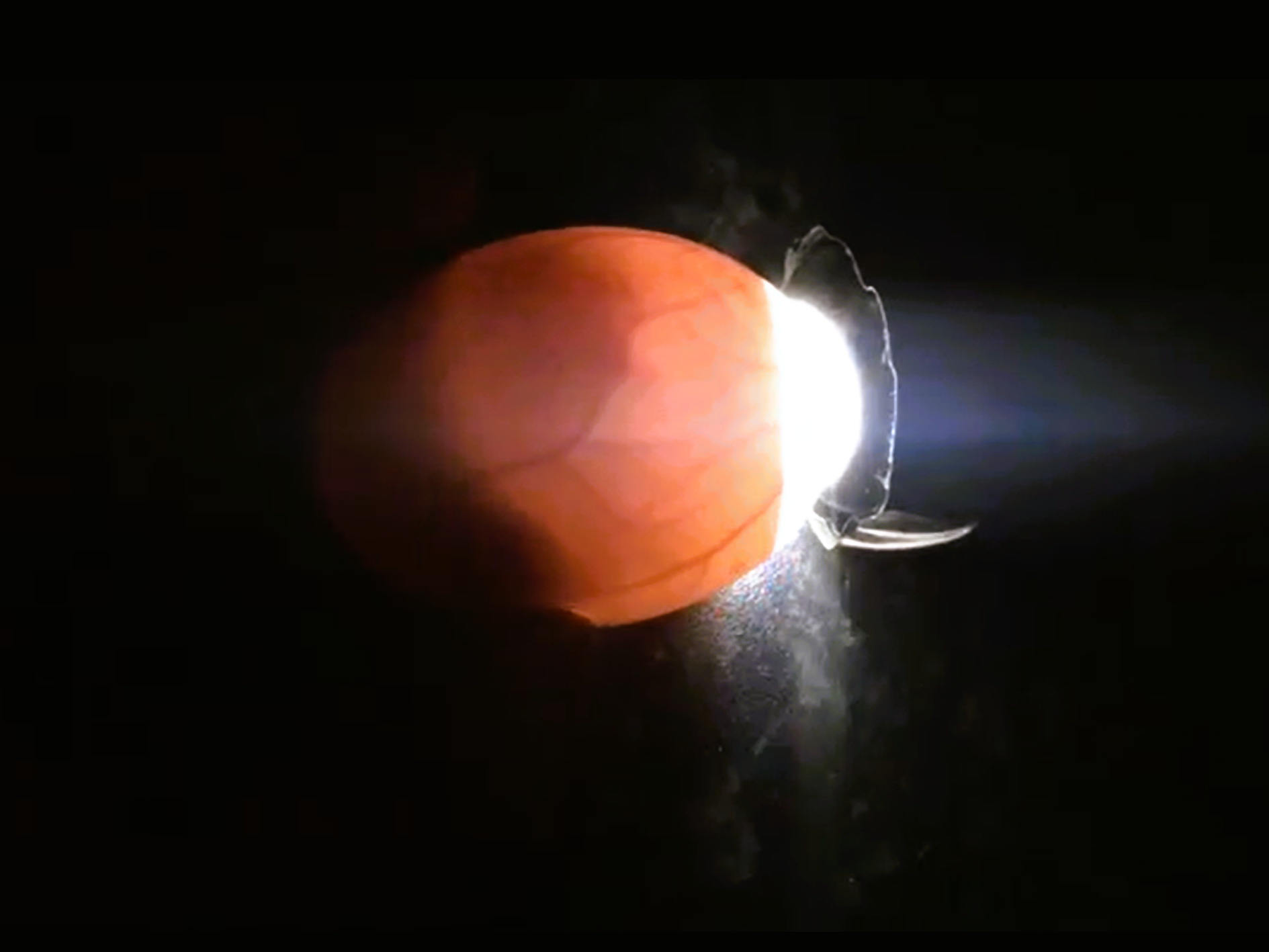 ¿Qué pasaría si la IA reemplaza a los humanos como la forma de vida dominante en la Tierra?