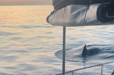 ¿Por qué la orca Gladis y su pandilla de ballenas asesinas están buscando venganza contra los humanos?