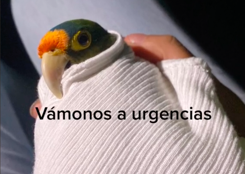 “Coquito”, el perico que se enfermó a causa de la ceniza del volcán Popocatépetl