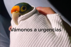 “Coquito”, el perico que se enfermó a causa de la ceniza del volcán Popocatépetl