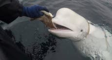 Noruega avista una beluga con arnés aparentemente ruso nadando hacia Suecia