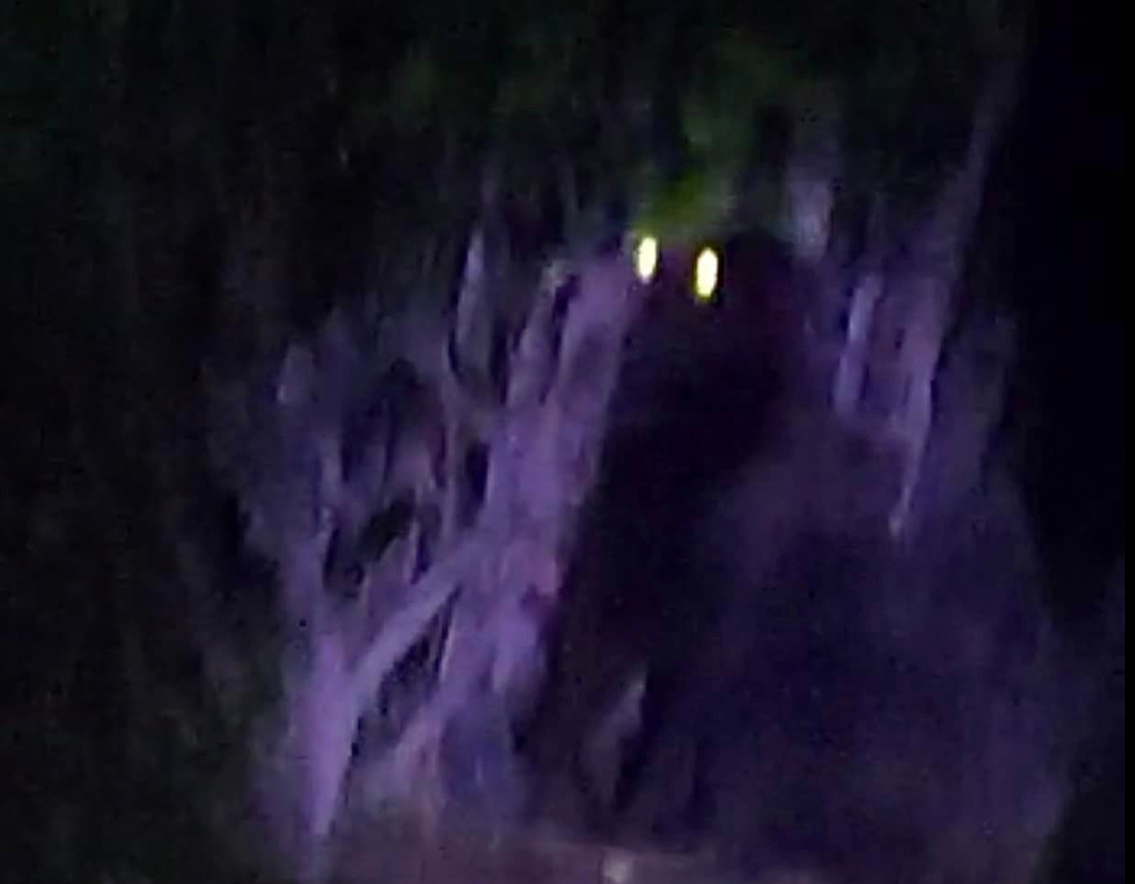 ¿King Kong en México? Reportan gorila suelto en el estado de Hidalgo