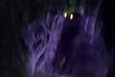 ¿King Kong en México? Reportan gorila suelto en el estado de Hidalgo