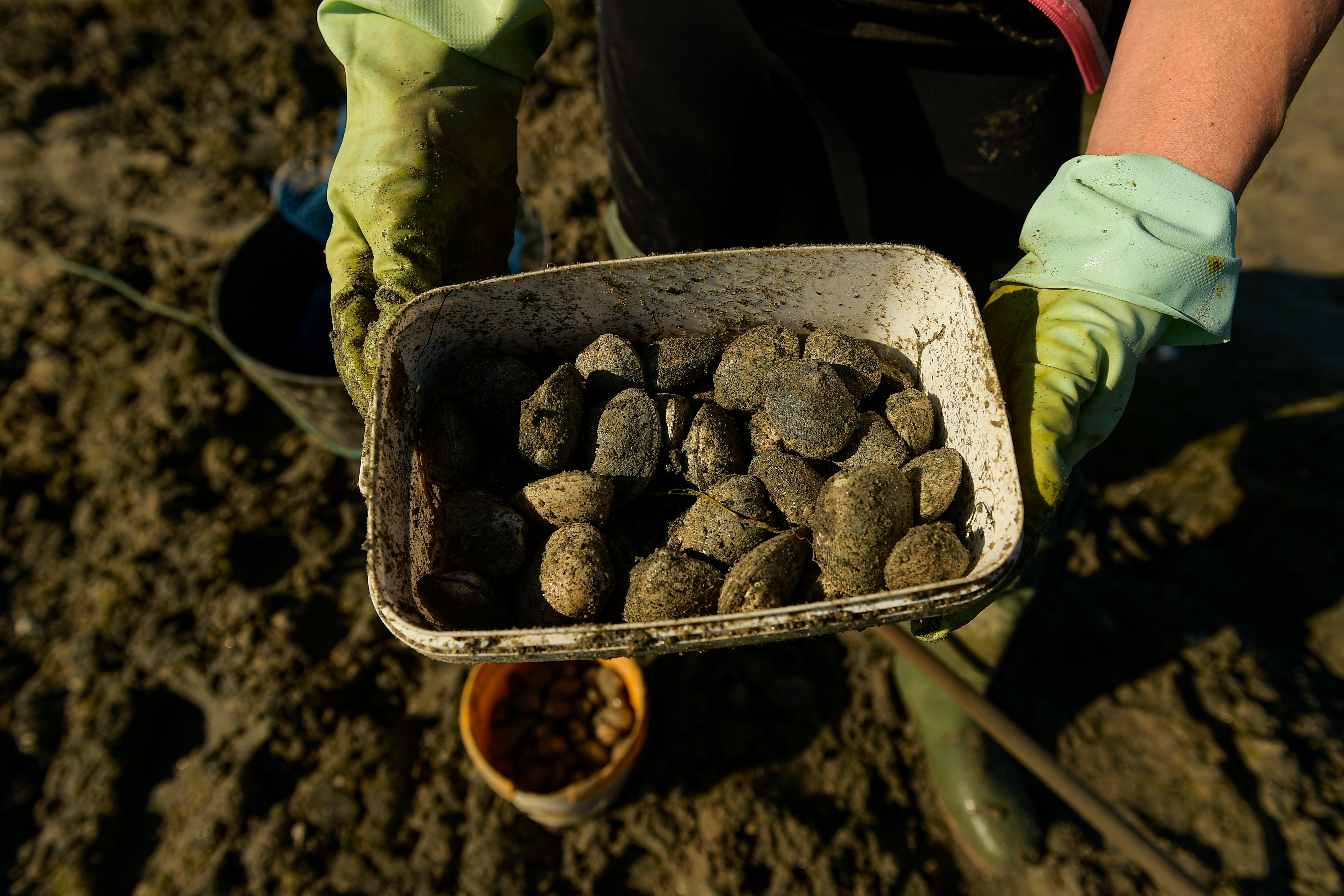ESPAÑA-BUSCADORES DE ALMEJAS-FOTOGALERIA