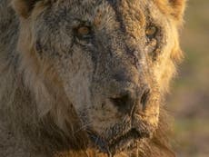 Asesinato de leones destaca el conflicto entre humanos y vida silvestre en África