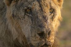 Asesinato de leones destaca el conflicto entre humanos y vida silvestre en África