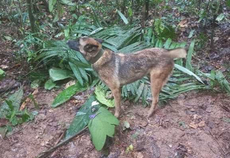 Buscan a ‘Wilson’, el perro que rescató a los niños perdidos en la selva colombiana