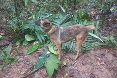 Buscan a ‘Wilson’, el perro que rescató a los niños perdidos en la selva colombiana