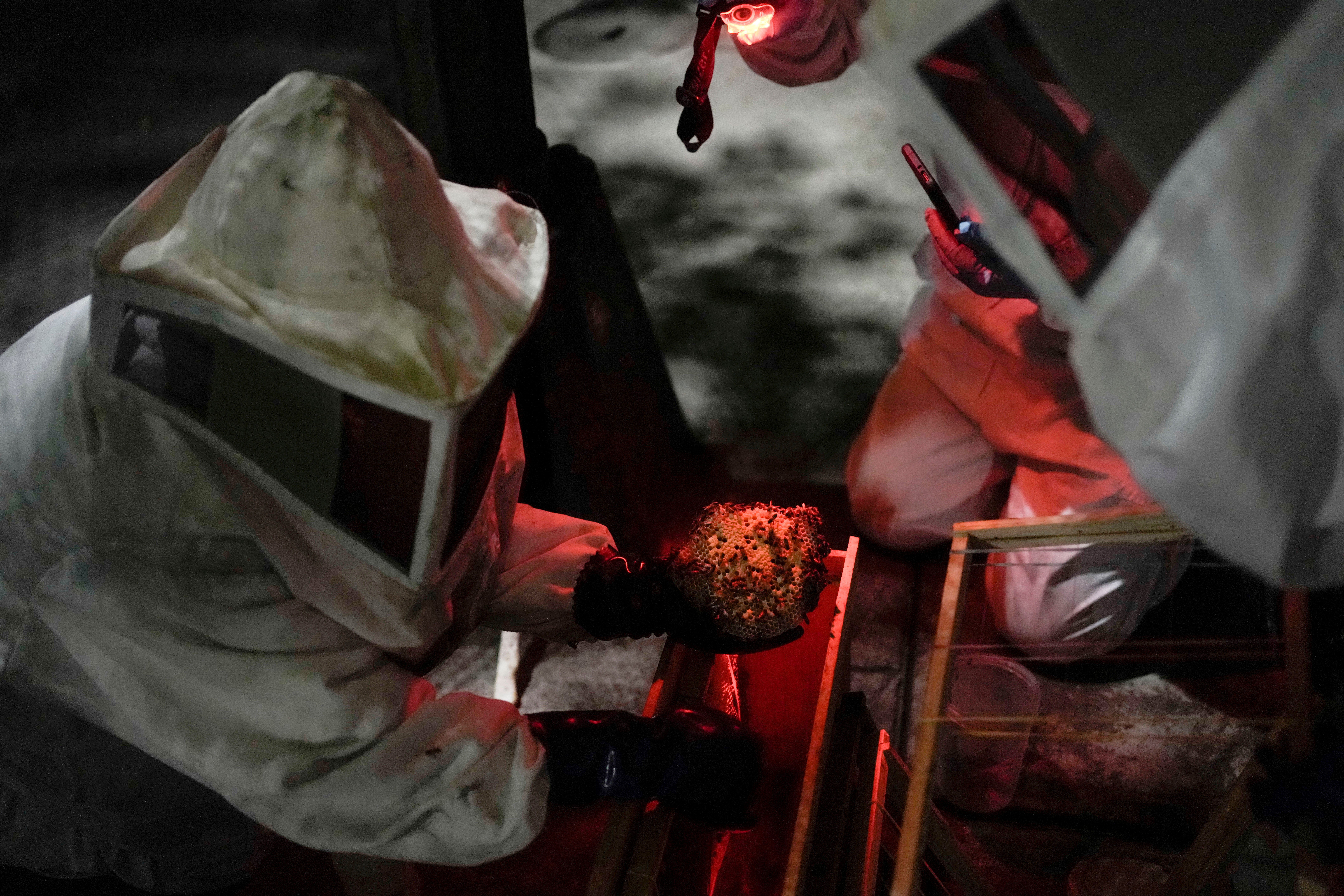 MÉXICO-SALVANDO ABEJAS