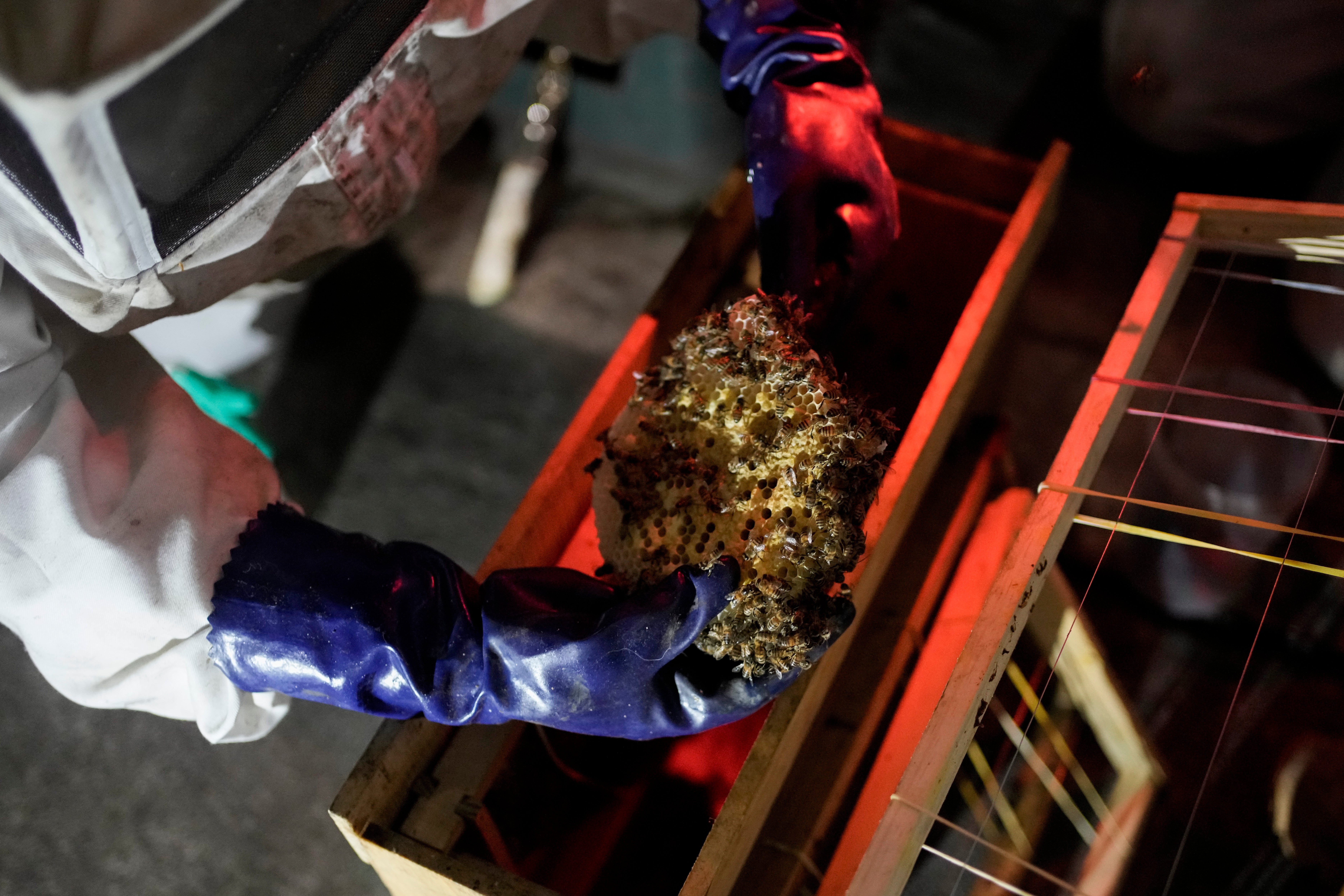 MÉXICO-SALVANDO ABEJAS