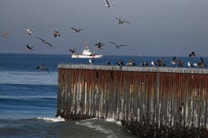 El fenómeno de El Niño provoca la muerte de cientos de aves en el Pacífico mexicano