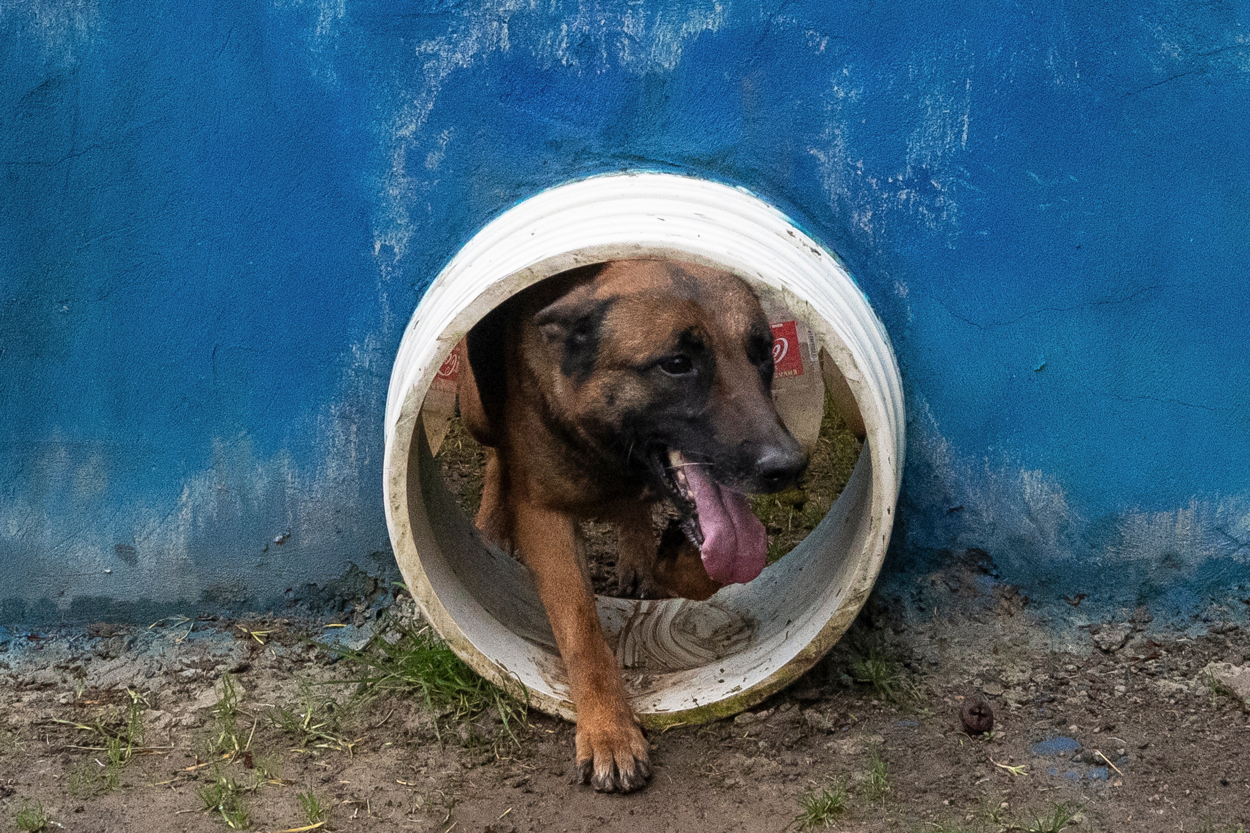 Ejército de Colombia busca a perro heroico que ayudó a encontrar a 4 niños en la Amazonía