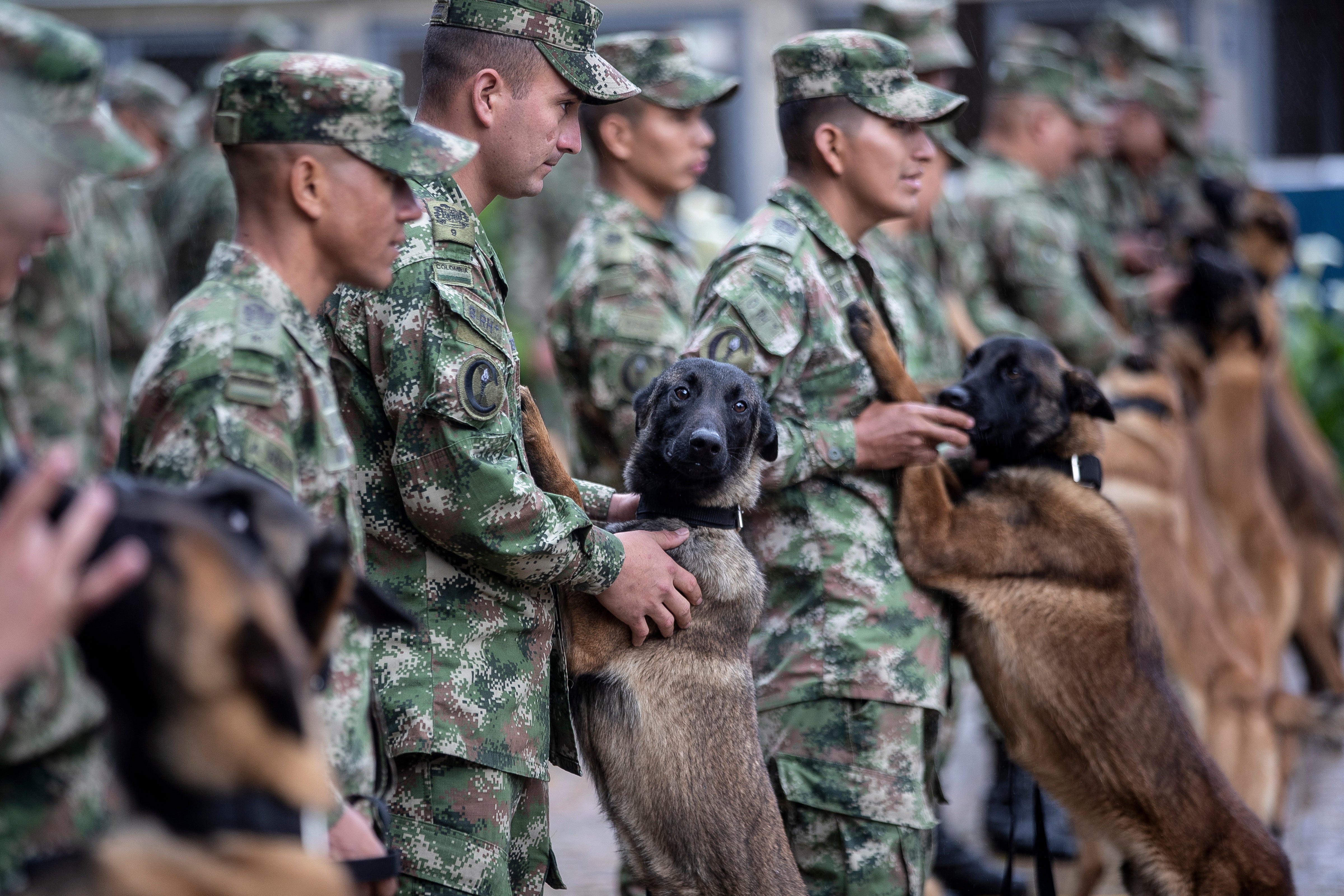 COLOMBIA-PERRO HEROICO PERDIDO
