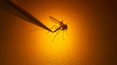 ¿Cuáles son los síntomas del dengue y cómo distinguir entre el clásico y el hemorrágico?