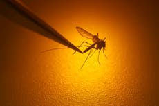 ¿Cuáles son los síntomas del dengue y cómo distinguir entre el clásico y el hemorrágico?