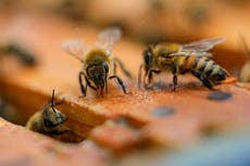 Casi la mitad de las colonias de abejas de EEUU murieron el año pasado