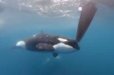 Orcas perturban regata cerca de España en otra muestra de comportamiento peligroso