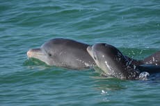 Madres delfines utilizan lenguaje infantil con sus crías, según estudio