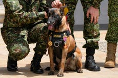 Colombia: es casi imposible hallar a Wilson, el perro que participó en rescate de niños en la selva