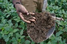 Los campos de cultivo también almacenan dióxido de carbono. La cuestión es cuánto.