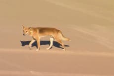 Sacrifican al líder de la mañana de dingos que atacó a una turista en Australia