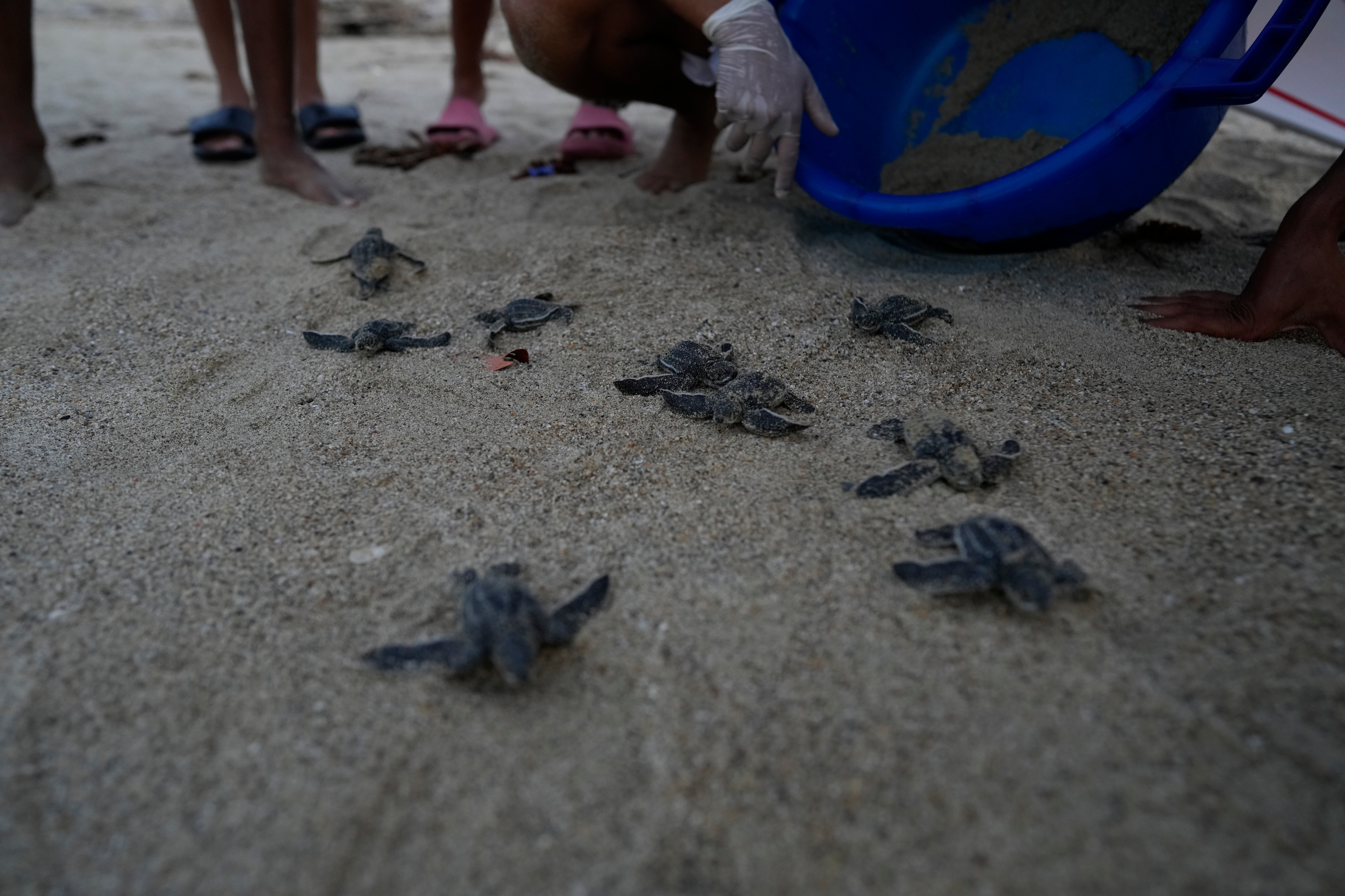VENEZUELA-TORTUGAS MARINAS