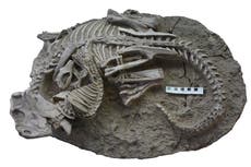 Fósil sugiere que mamíferos cazaban dinosaurios para la cena