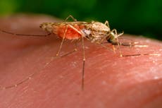 A medida que el planeta se calienta podrían aumentar las enfermedades infecciosas: científicos
