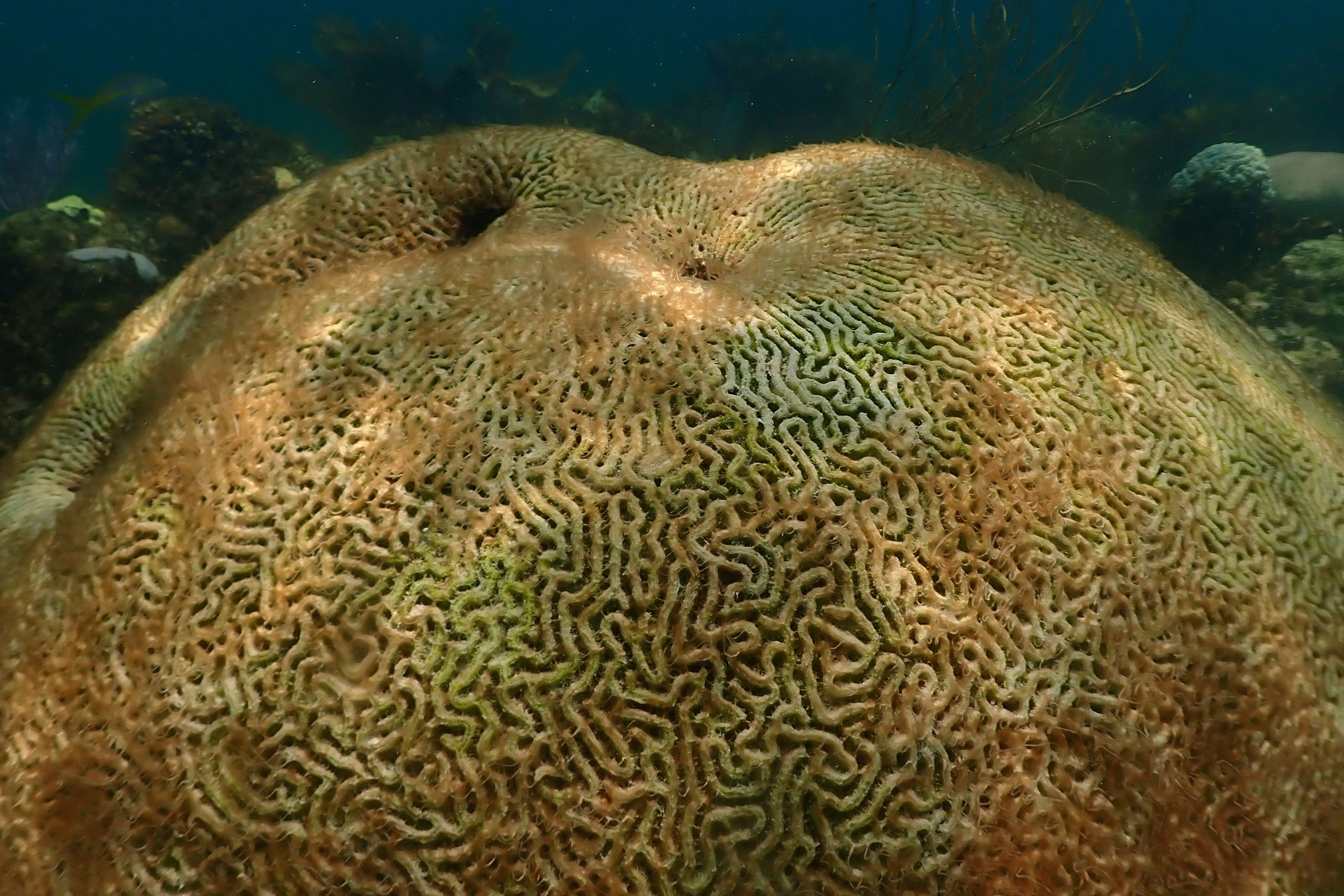 FLORIDA-OCÉANO-TEMPERATURA