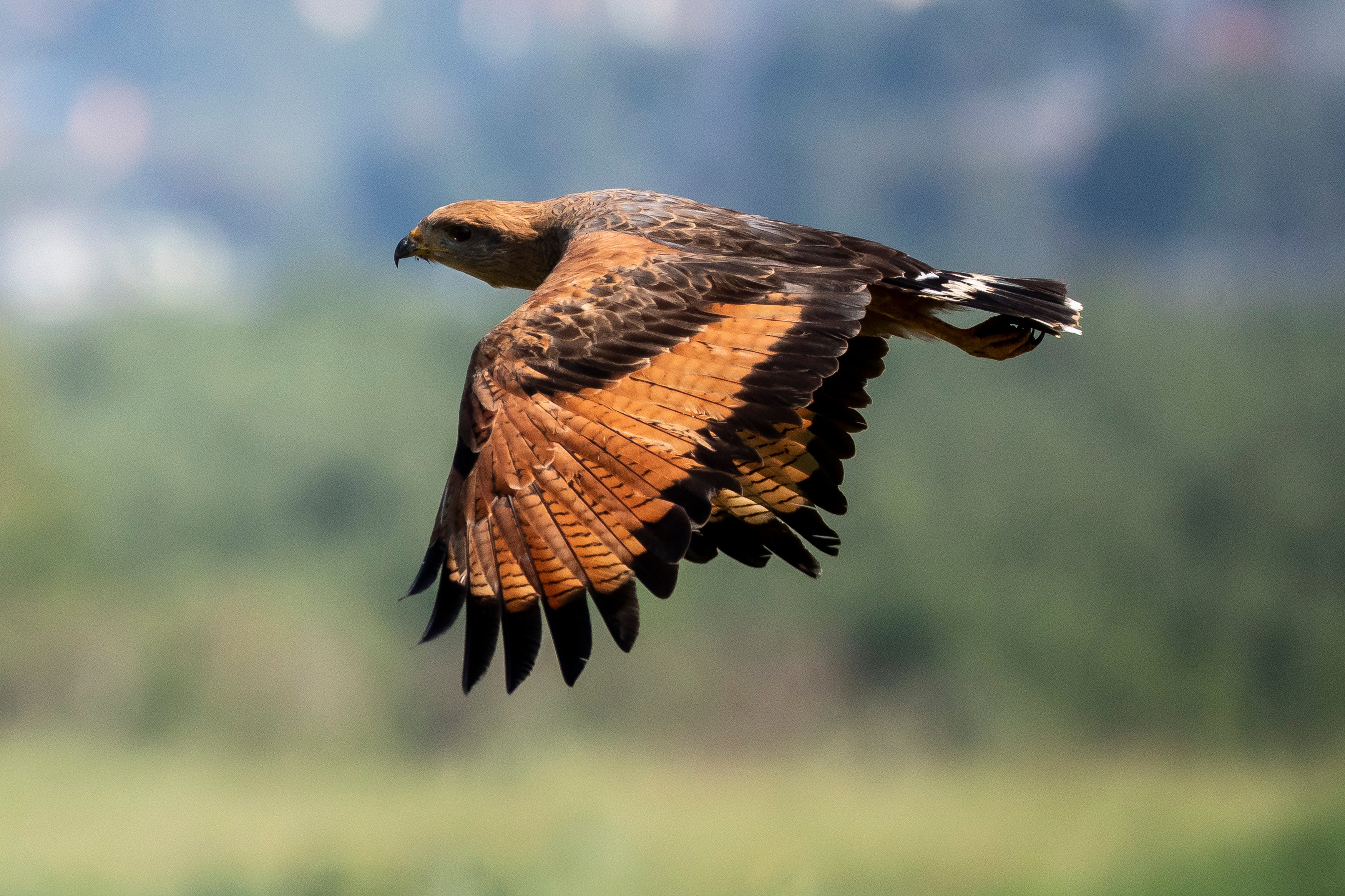 BRASIL-BASURERO-MANGLAR