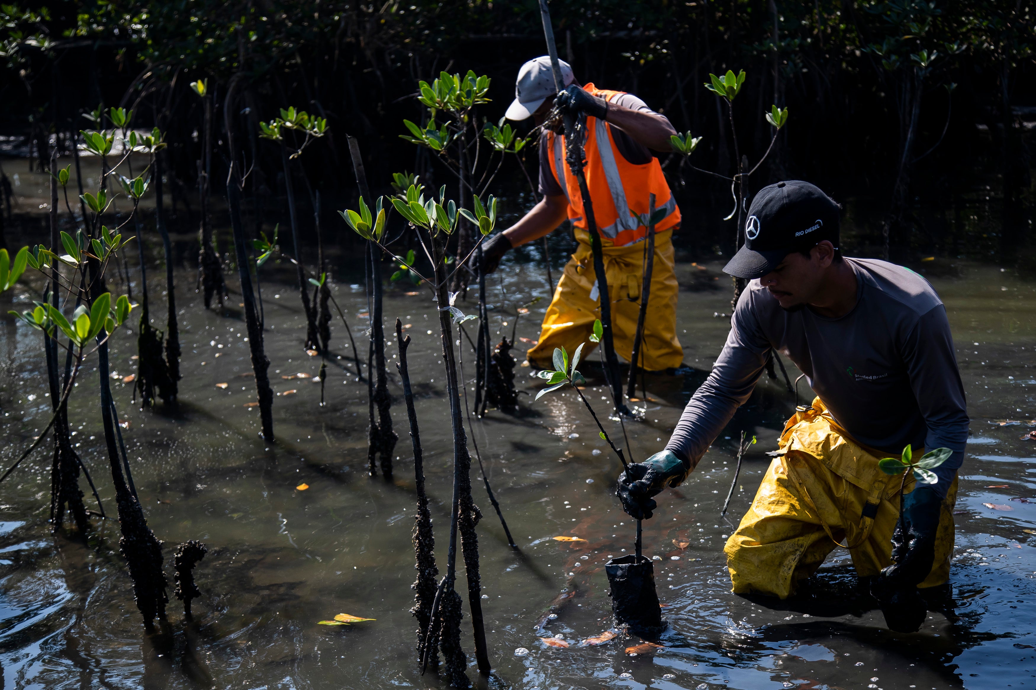 BRASIL-BASURERO-MANGLAR
