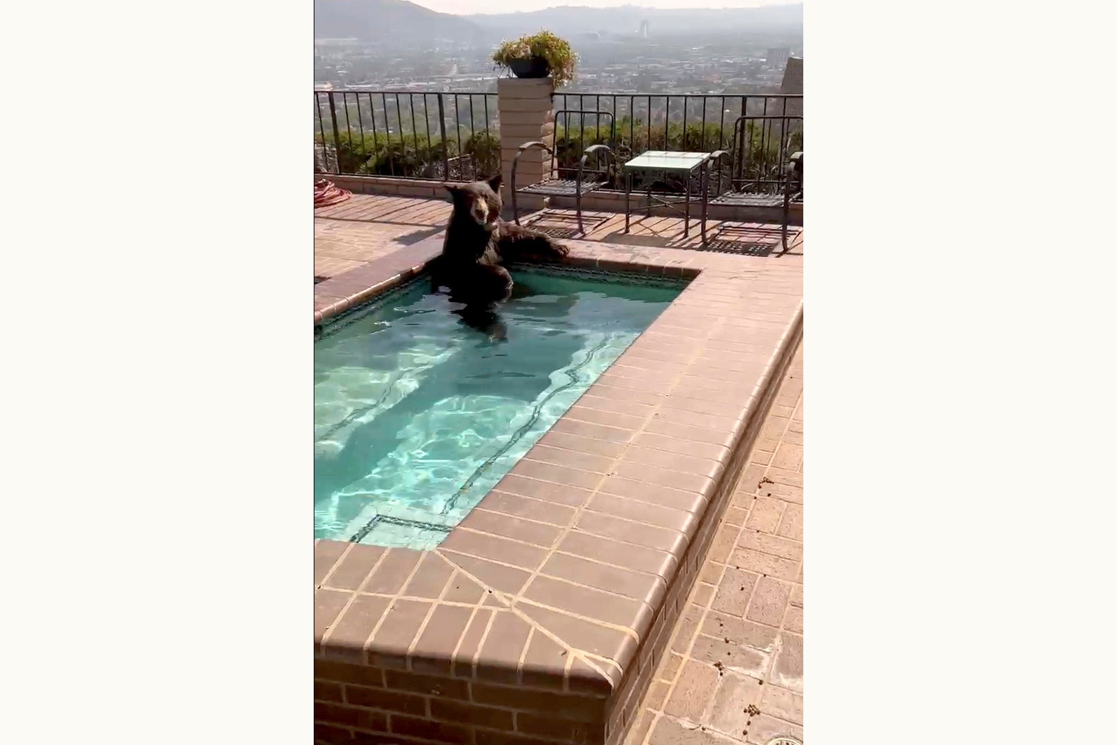 CALIFORNIA-OSO EN JACUZZI