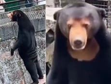 Zoológico en China desmiente que algunos de sus osos malayos sean humanos disfrazados