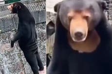 Zoológico en China desmiente que algunos de sus osos malayos sean humanos disfrazados