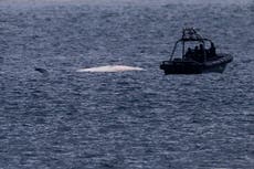 Hong Kong promete medidas tras muerte de ballena