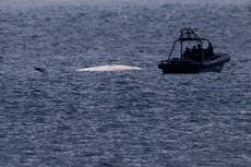 Hong Kong promete medidas tras muerte de ballena