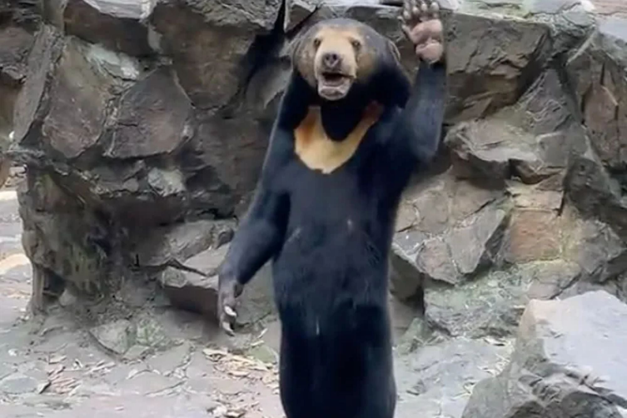 El infame oso malayo en China saluda a los visitantes