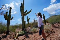 Calor extremo en Phoenix también estresa a saguaros, árboles frutales y otras plantas