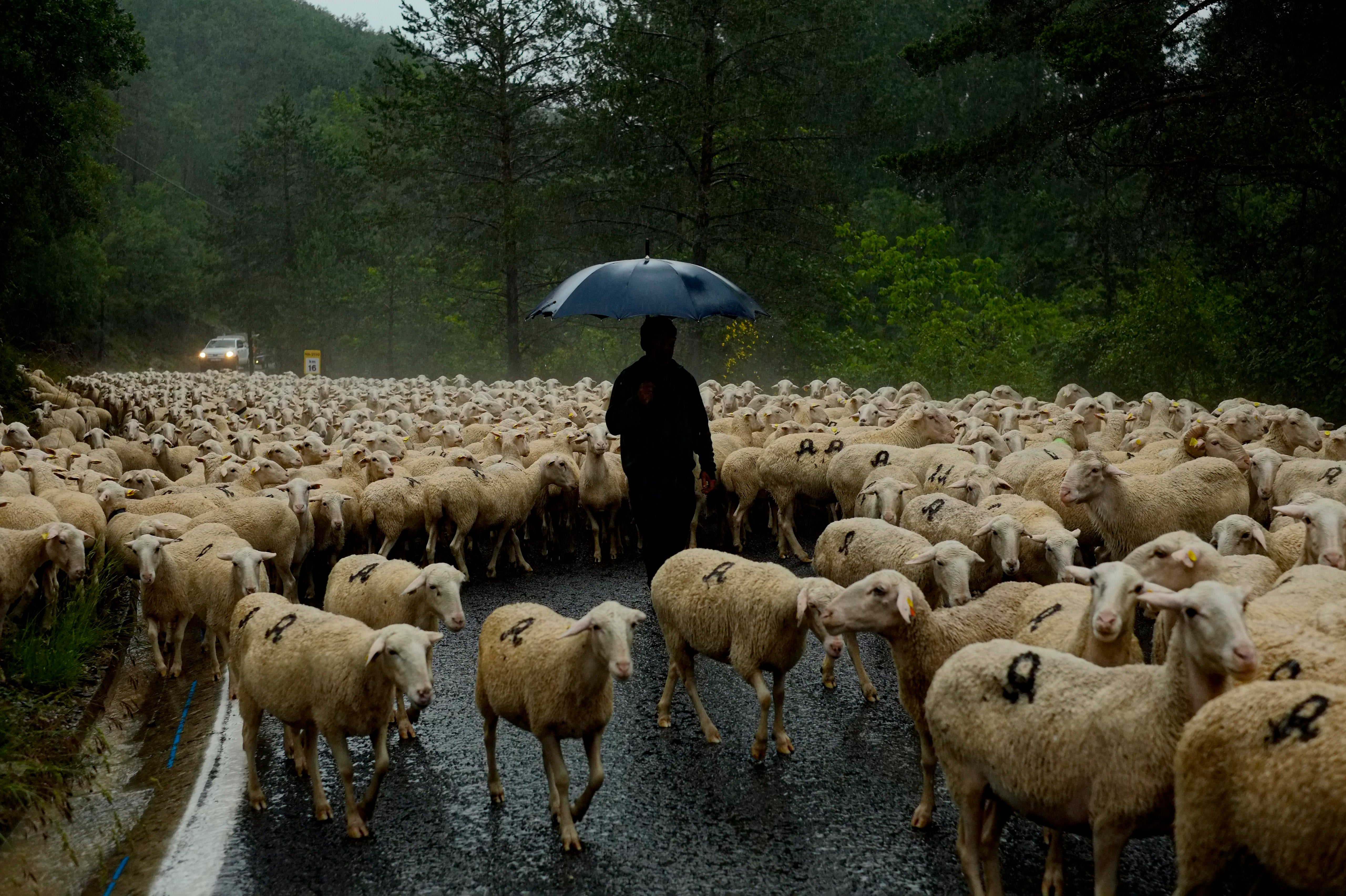 ESPAÑA-TRASHUMANCIA FOTOGALERÍA