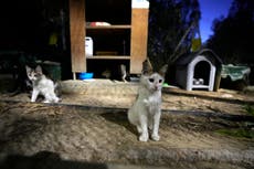 Chipre autoriza uso de medicamento anti-COVID 19 contra virus felino