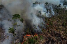 Los gobiernos se reúnen para hablar sobre la Amazonía. ¿Por qué es tan importante protegerla?