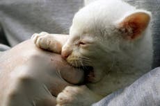 Hombre británico contrae “extensa” infección bacteriana nunca antes vista tras sufrir una mordida de gato