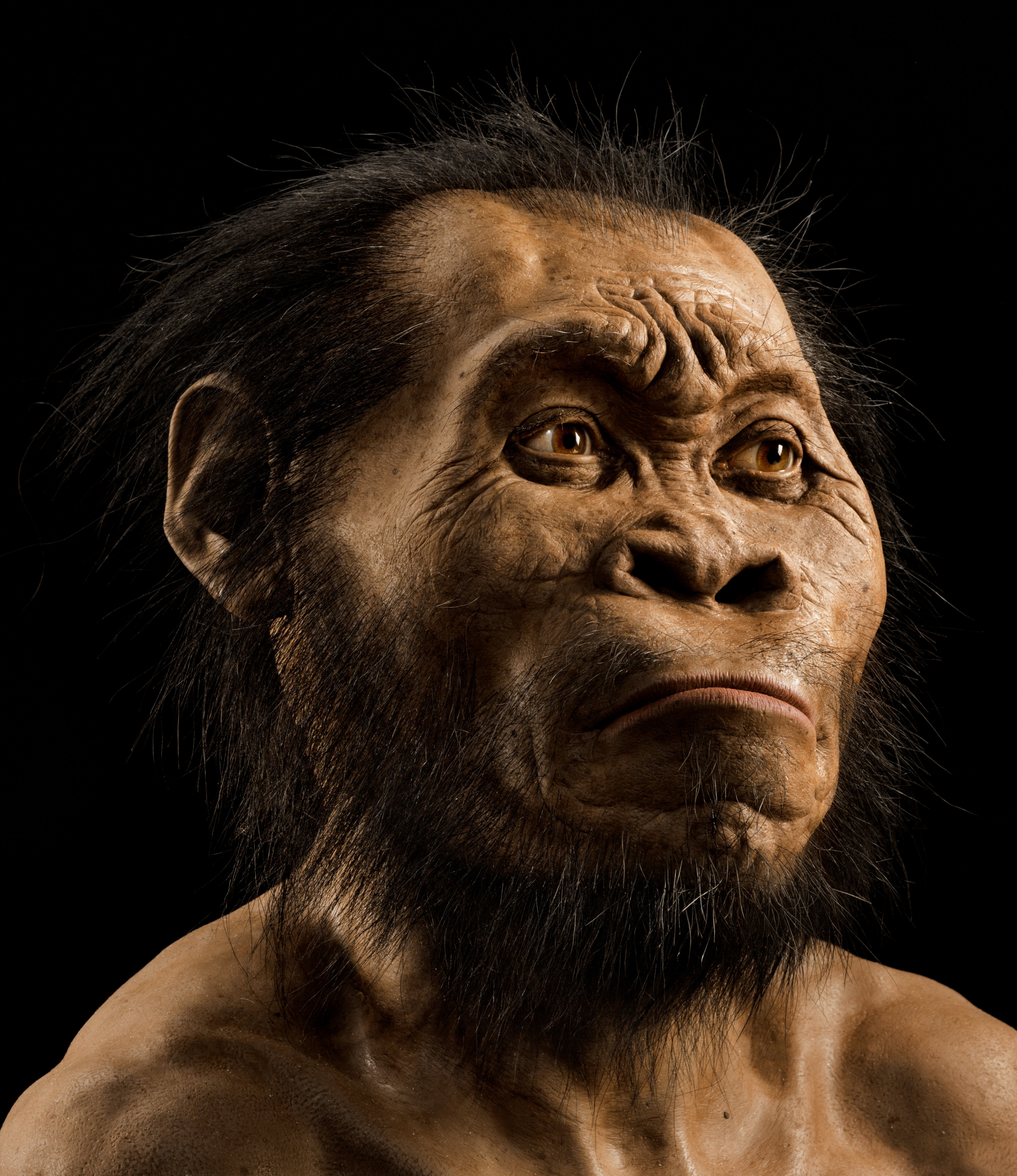 Reconstrucción de la cabeza del Homo naledi realizada por el paleoartista John Gurche, que dedicó 700 horas a recrearla a partir de escáneres óseos