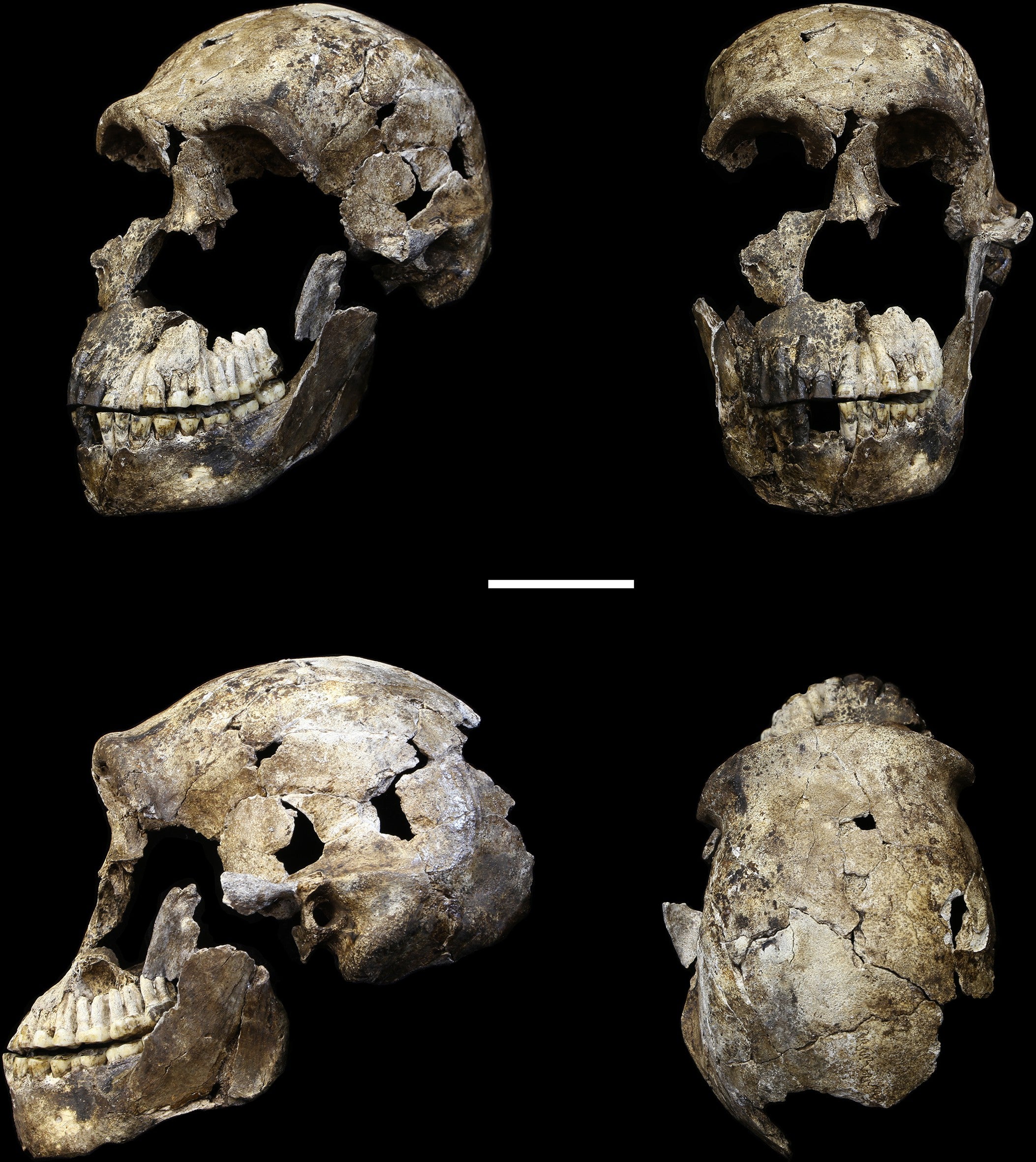 Los científicos bautizan a la especie con el nombre de Homo naledi