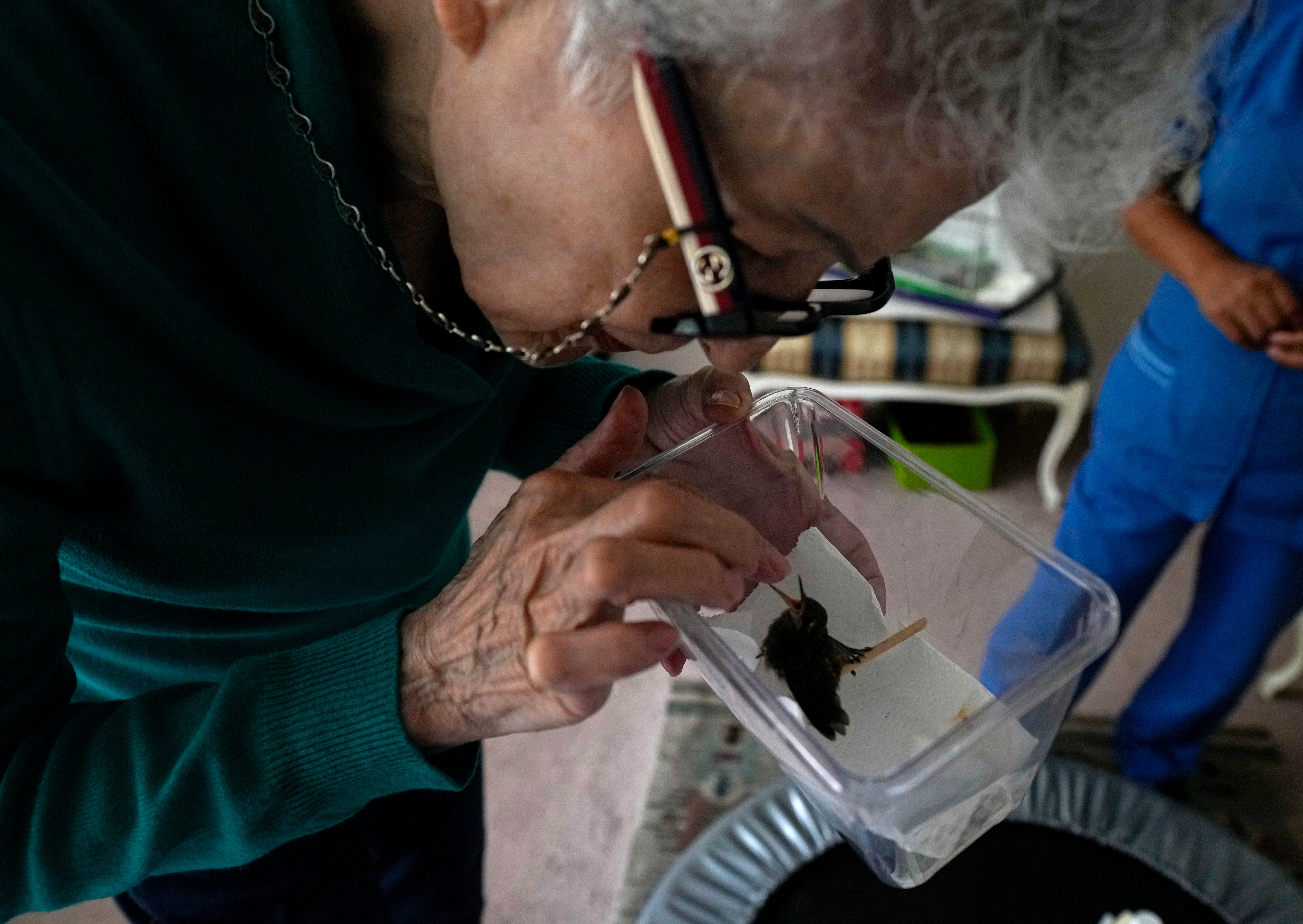 MÉXICO-HOSPITAL DE COLIBRÍES