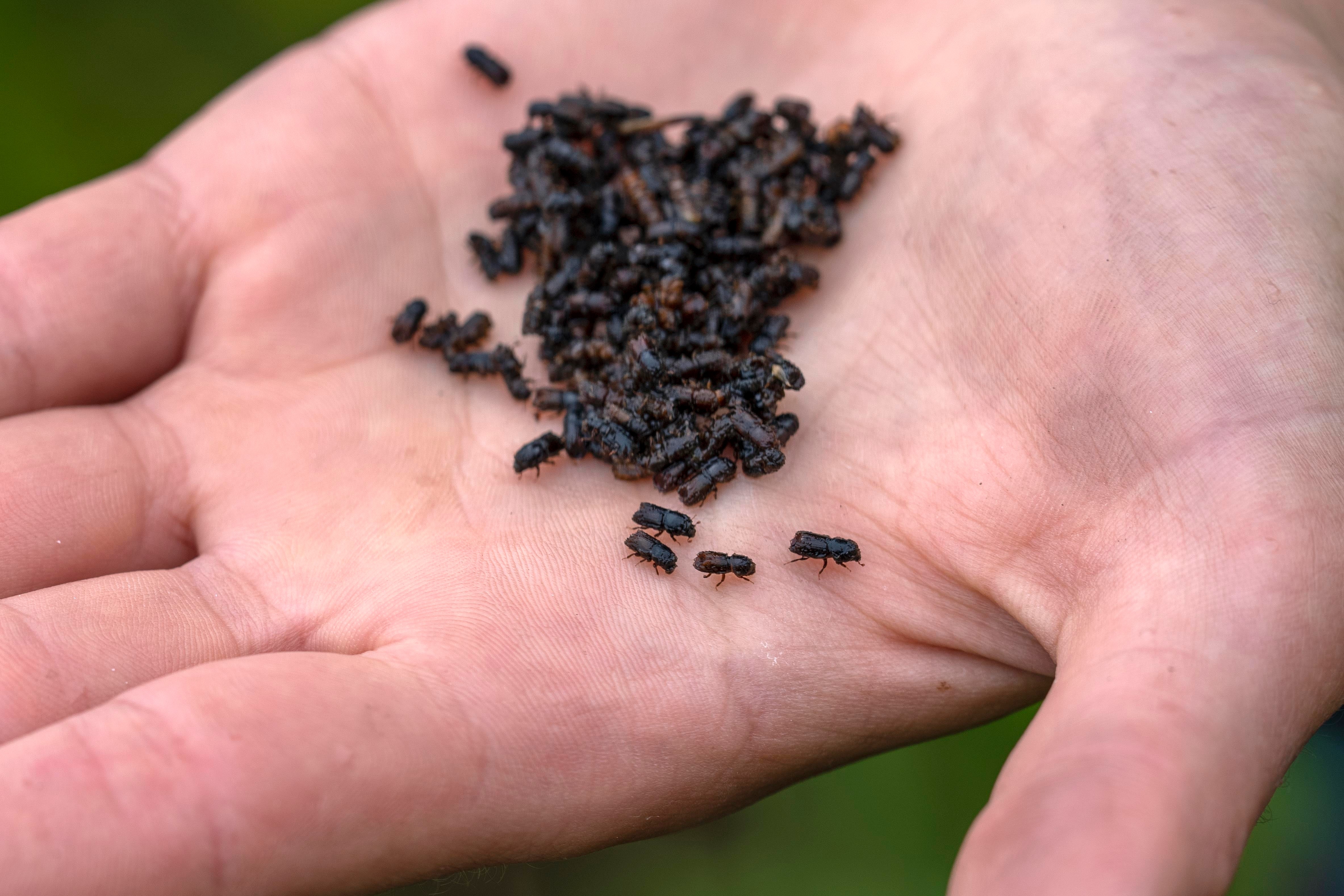 ALEMANIA-ESCARABAJO DESCORTEZADOR