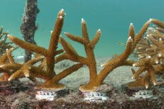 Altas temperaturas del mar generan peligroso blanqueamiento de corales en arrecife de Florida