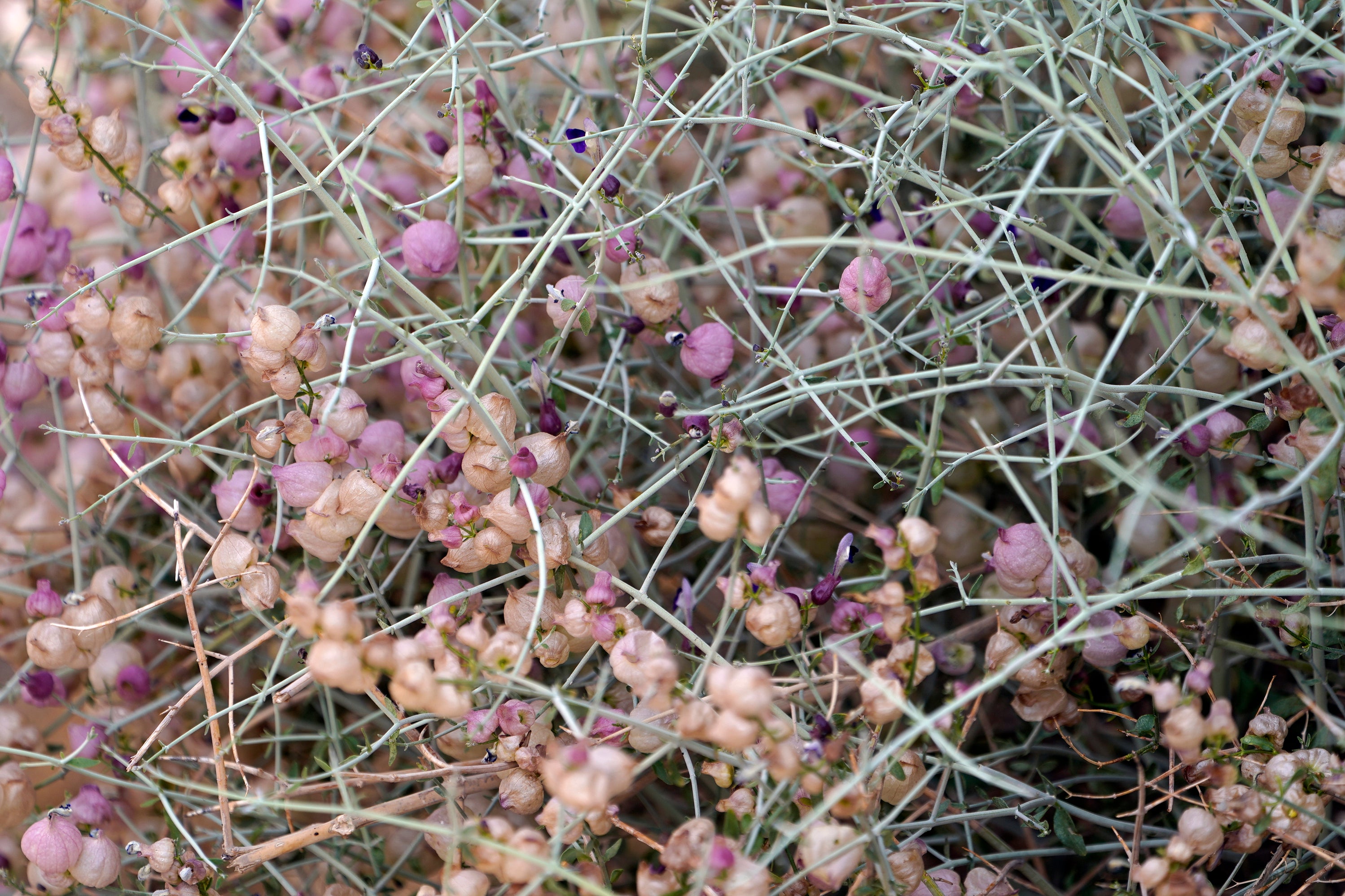 CALIFORNIA-SEMILLAS DE DESIERTO