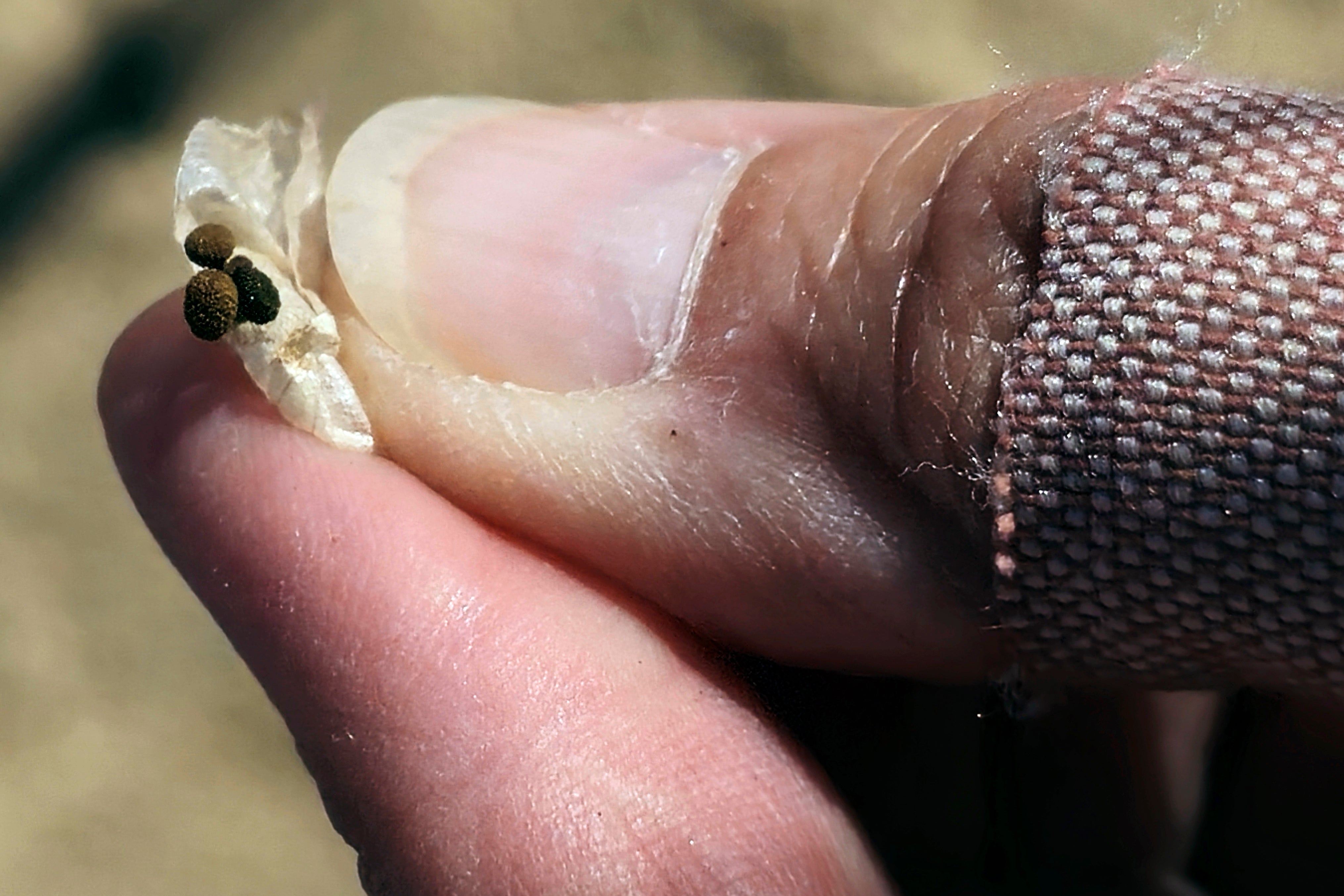 CALIFORNIA-SEMILLAS DE DESIERTO